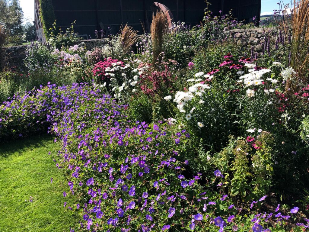 Geranium rozanne with mixed perennial planting
