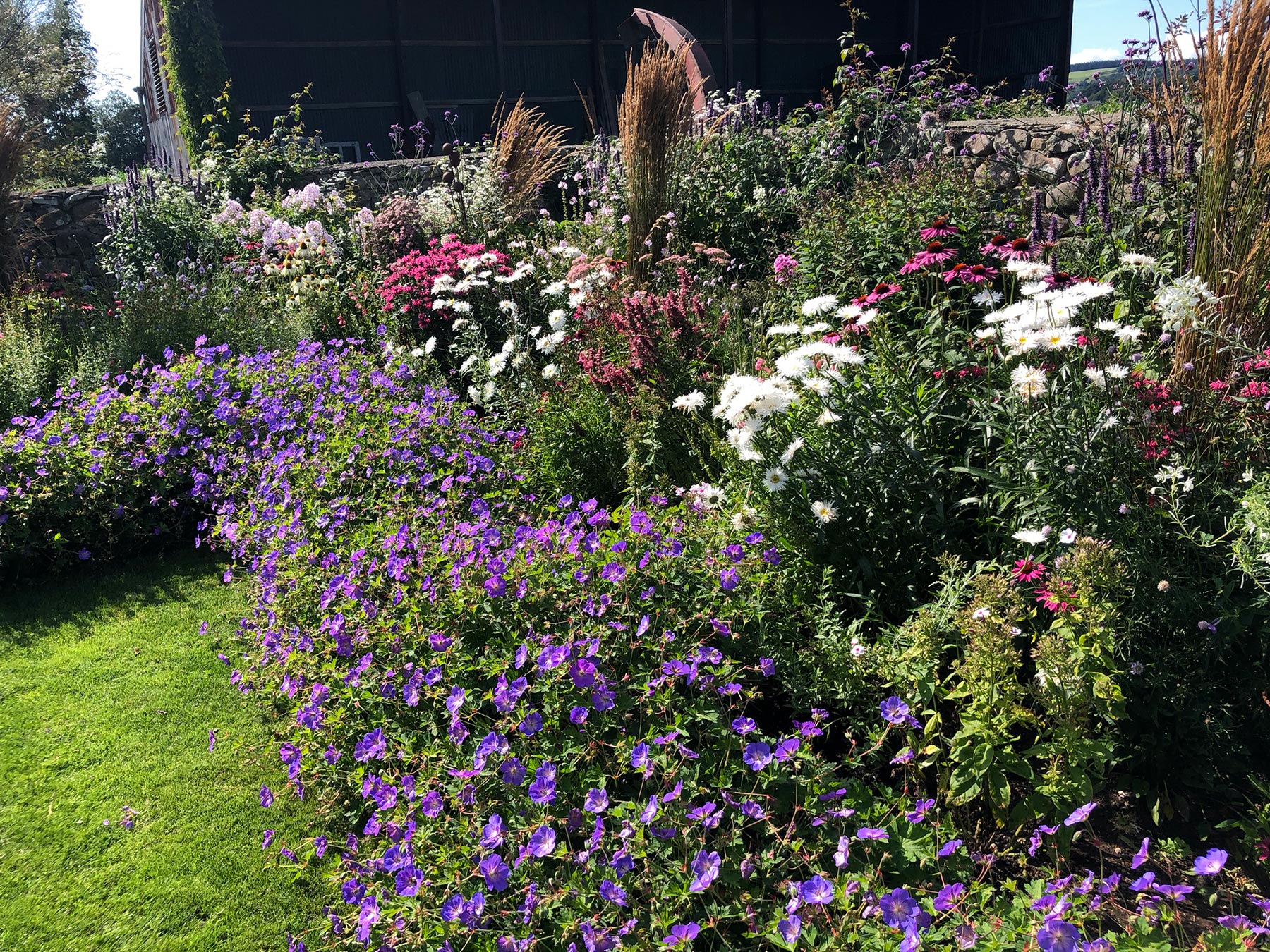 Geranium rozanne with mixed perennial planting