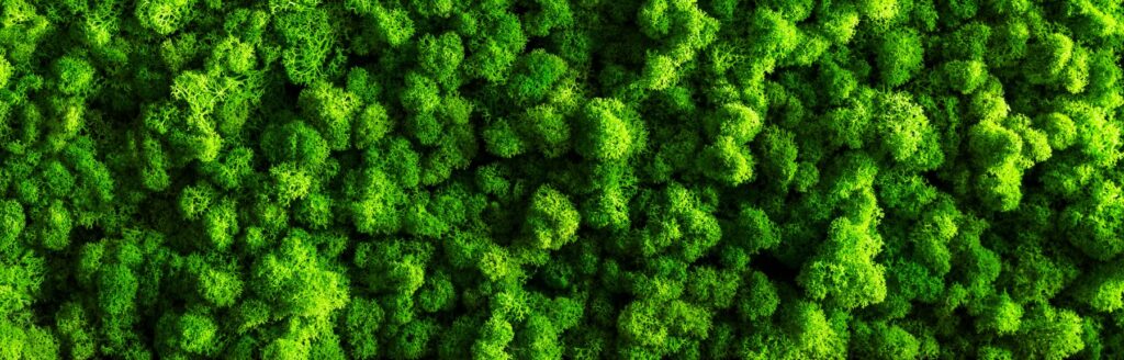 A moss wall close up
