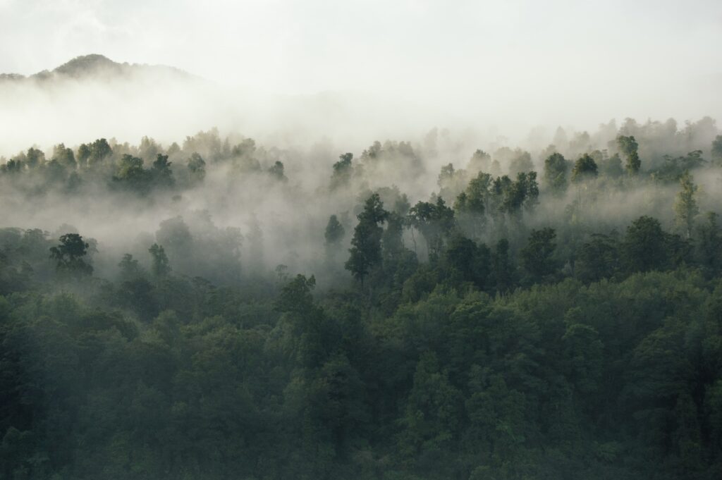 View of a misty forest