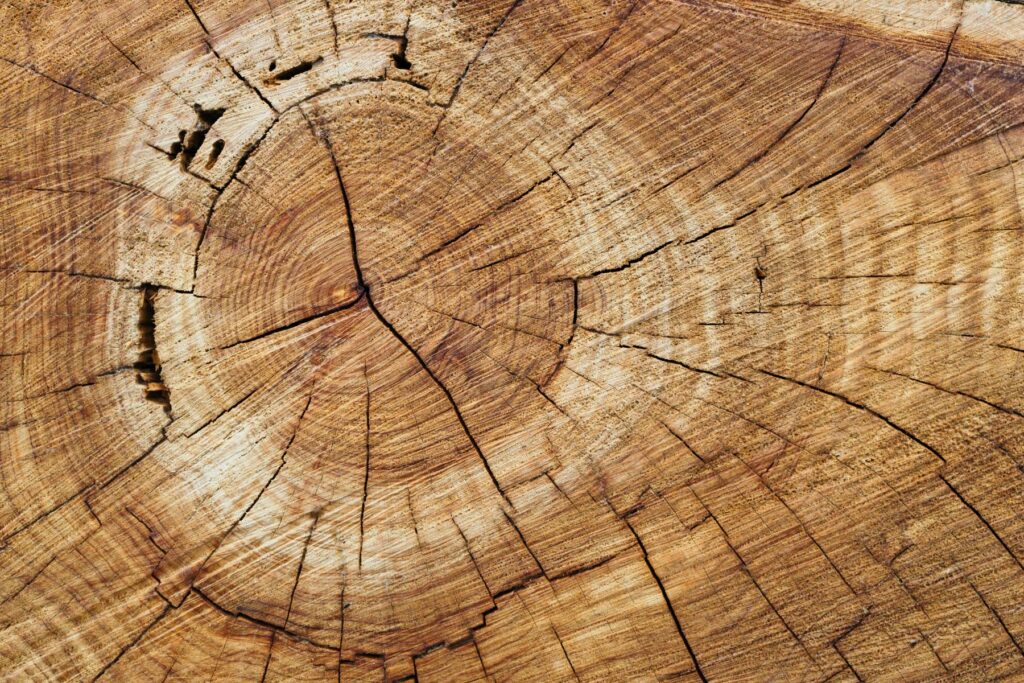 Close up of tree trunk rings