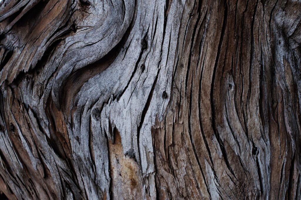 Close up of gnarly wood
