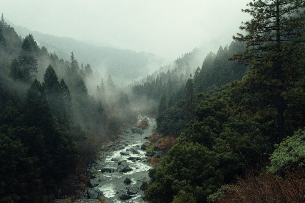 Misty forest with a rocky river running through it
