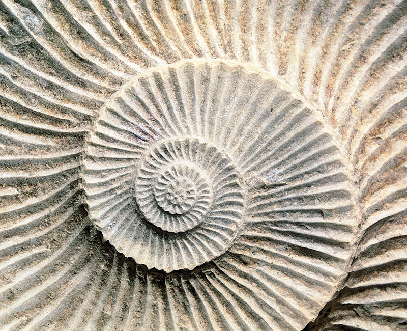 Spiral shape of a fossilised ammonite shell