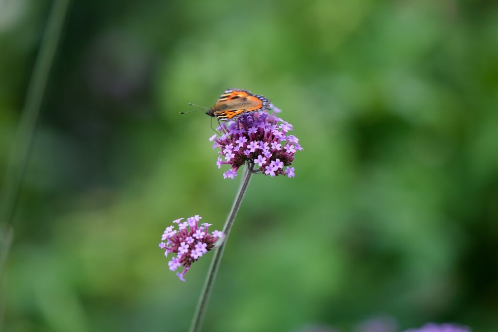 A tortoise shell butterfly sitting on a verbena flower