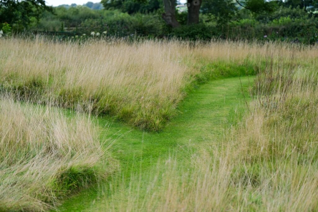 A lawn view of a mown path through long grasses left to rewild the garden