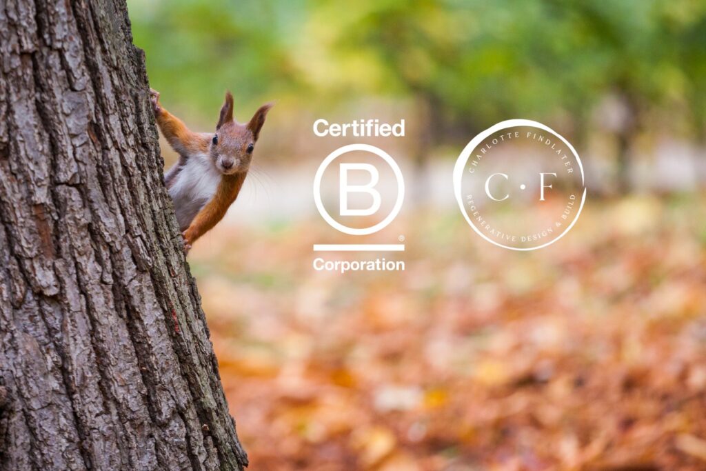 A red squirrel popping their head round a tree trunk with the Certified B Corporation logo and the Charlotte Findlater Logo Mark