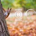 A red squirrel popping their head round a tree trunk with the Certified B Corporation logo and the Charlotte Findlater Logo Mark