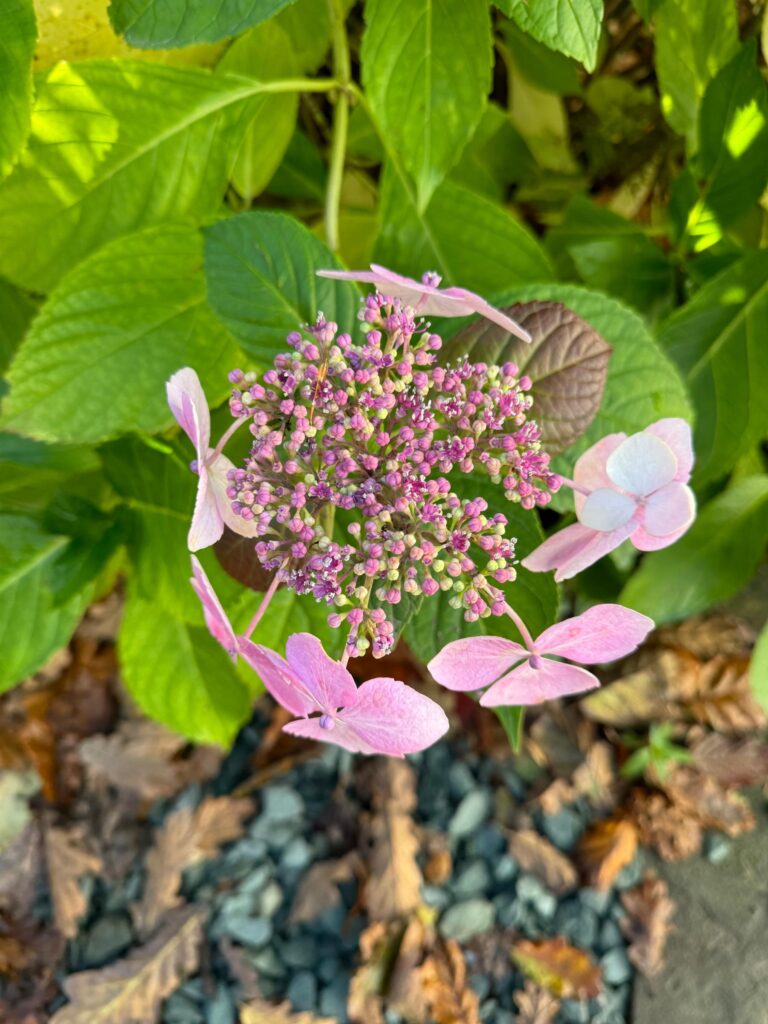 Close-up of delicate pink Bigleaf Hydrangea lace cap flowers surrounded by lush green leaves, partially blooming, with many unopened buds.