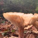 Side view of Giant Funnel mushroom showing clearly defined gills underneath its funnel-shaped cap, set against a leafy, woodland background.