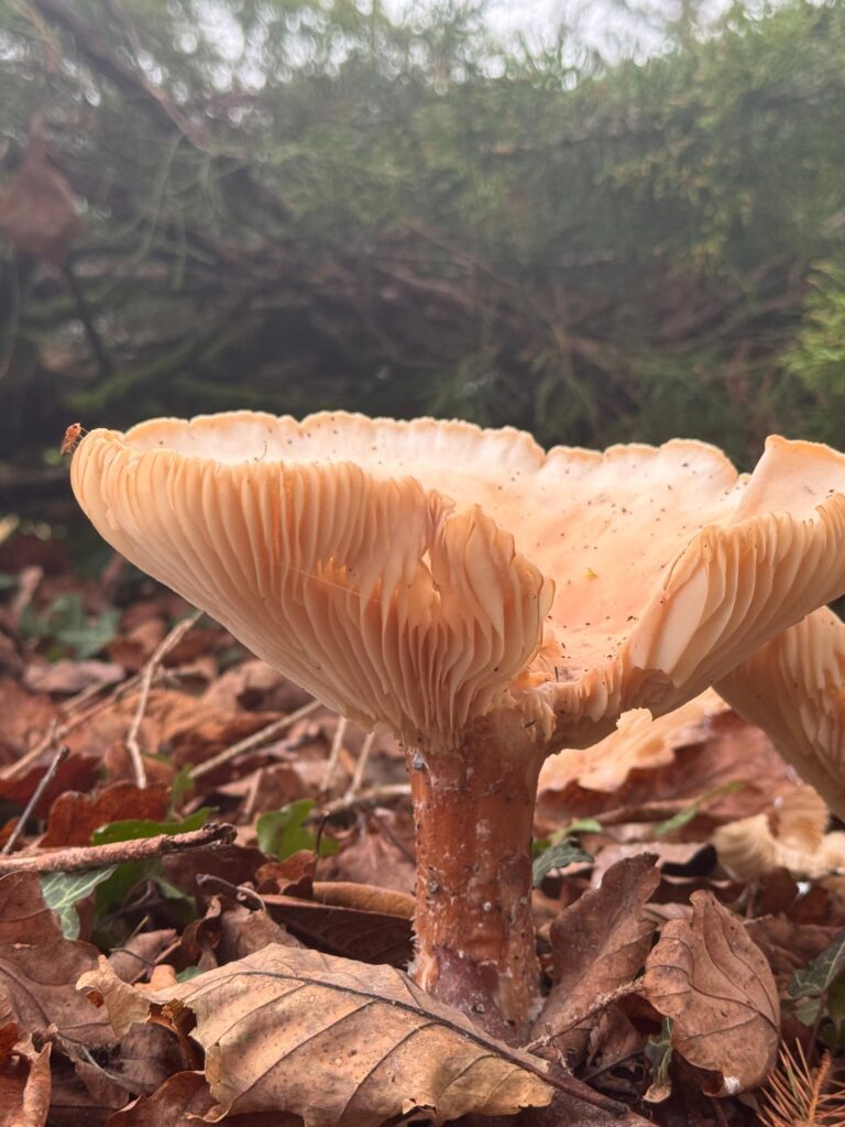 Side view of Giant Funnel mushroom showing clearly defined gills underneath its funnel-shaped cap, set against a leafy, woodland background.