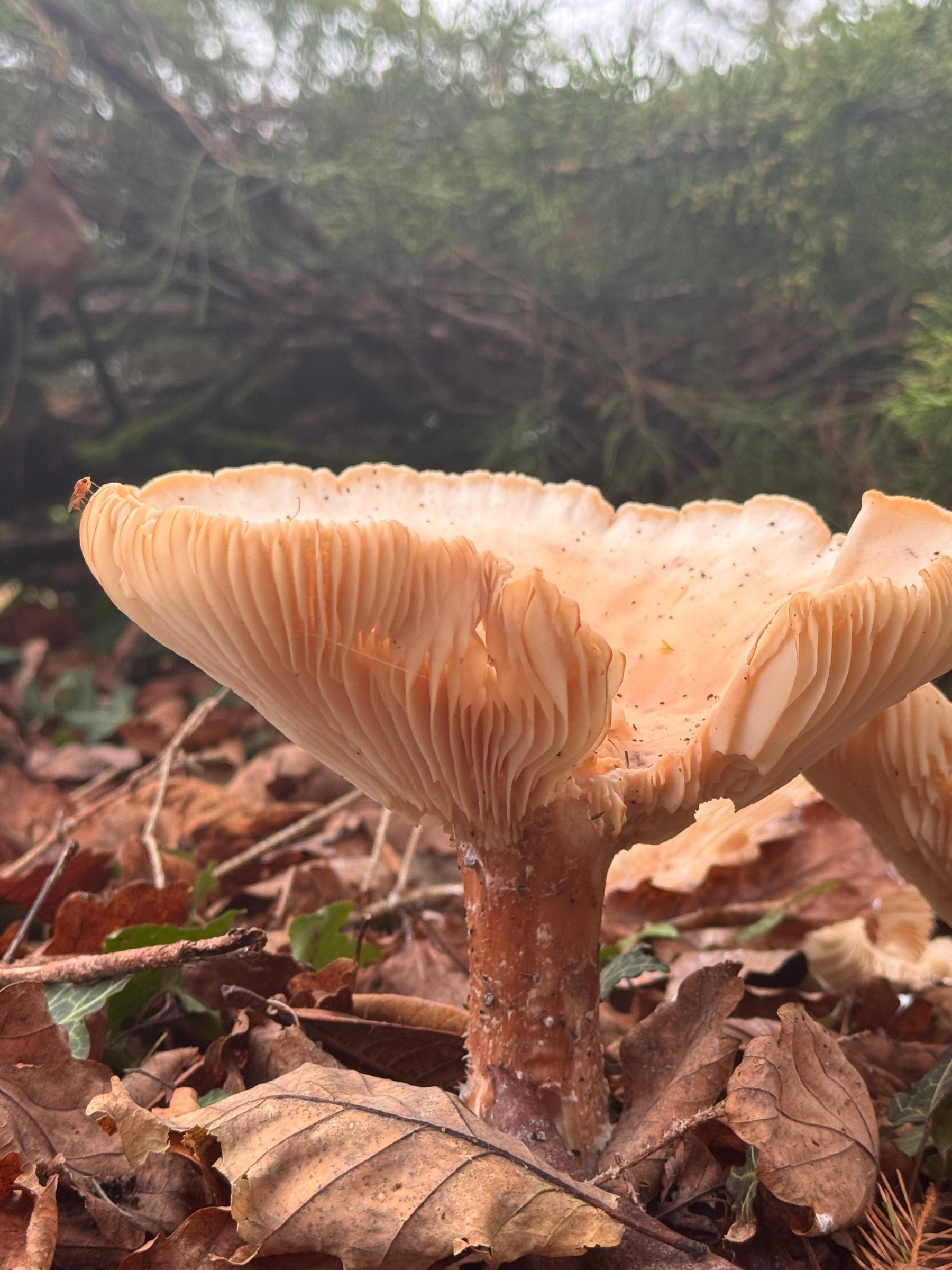 Side view of Giant Funnel mushroom showing clearly defined gills underneath its funnel-shaped cap, set against a leafy, woodland background.