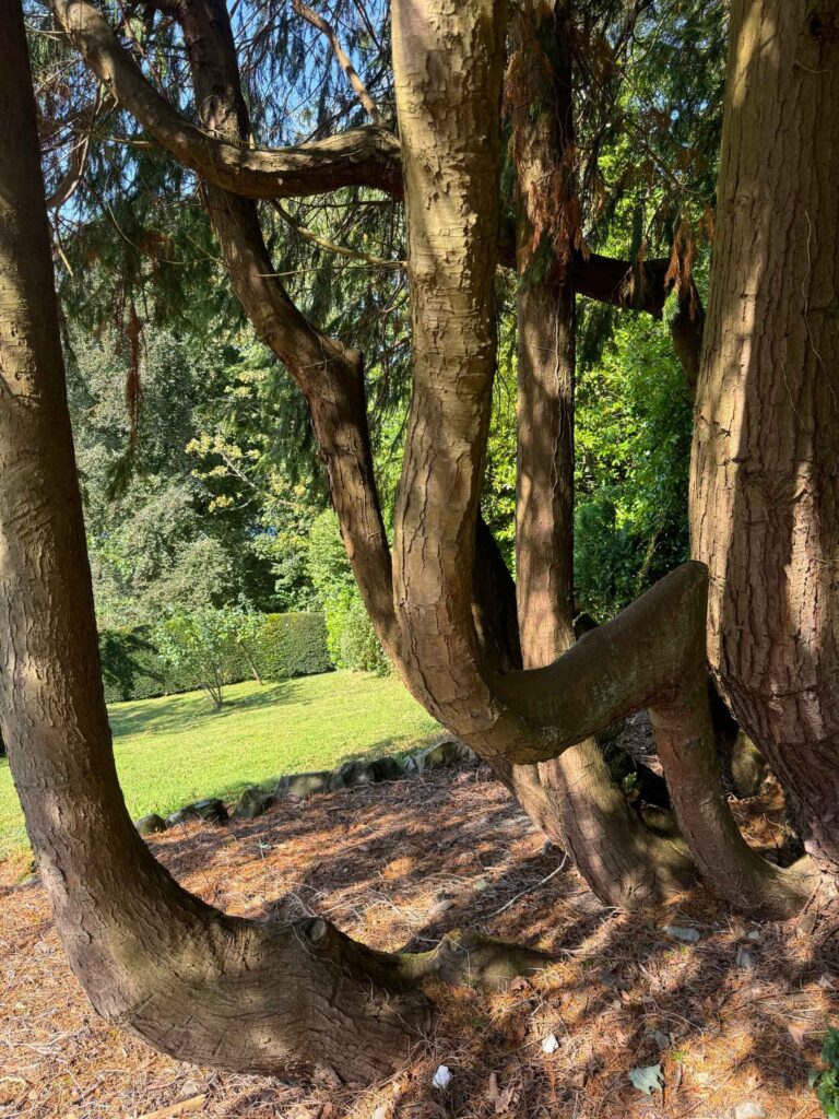 Curved Conifer tree trunks growing close to the ground, forming unusual U-shaped bends, in a sunny garden with greenery in the background.