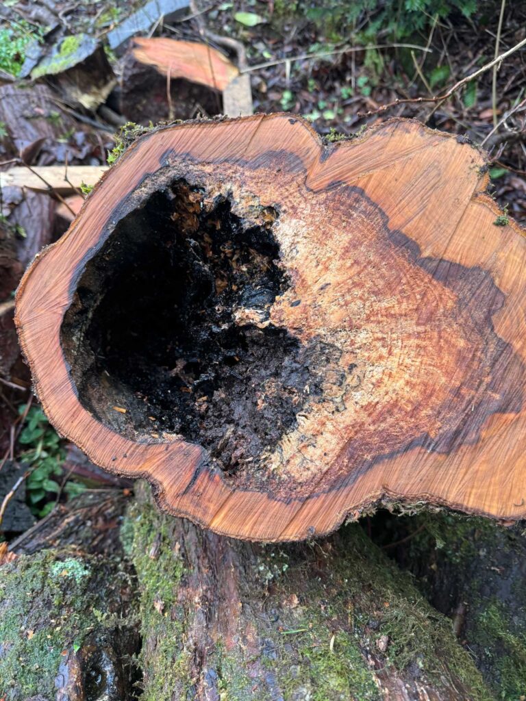 Cross-sectional view of a freshly cut conifer log showing distinct heartwood decay and darkened fungal infection at the centre, surrounded by healthy, reddish-brown wood rings and moss-covered bark.