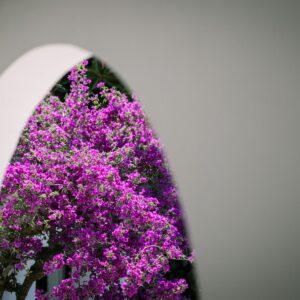 A view of pink bougainvillea through a white Menorcan villa arch