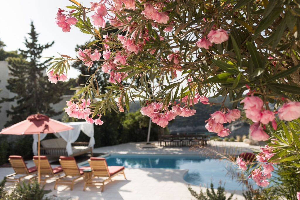 A focused view on the pink bougainvillea with the blurred view of the pool in the background