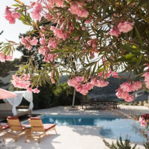 A focused view on the pink bougainvillea with the blurred view of the pool in the background